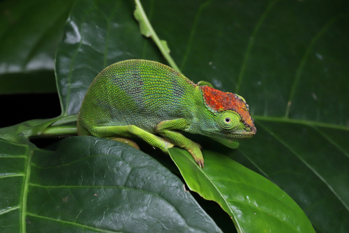 Mulanje Chameleon