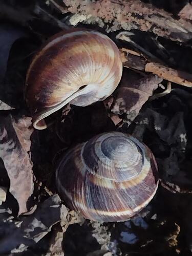 Helix lucorum