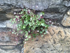 Cymbalaria muralis