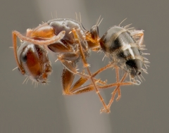 Camponotus essigi