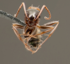 Camponotus essigi