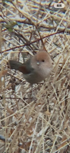 Vinous-throated Parrotbill