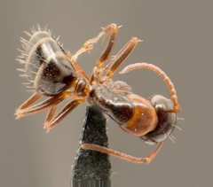 Camponotus essigi