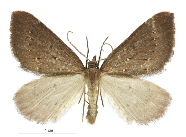 Xanthorhoe occulta