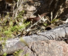 Leiocephalus cubensis