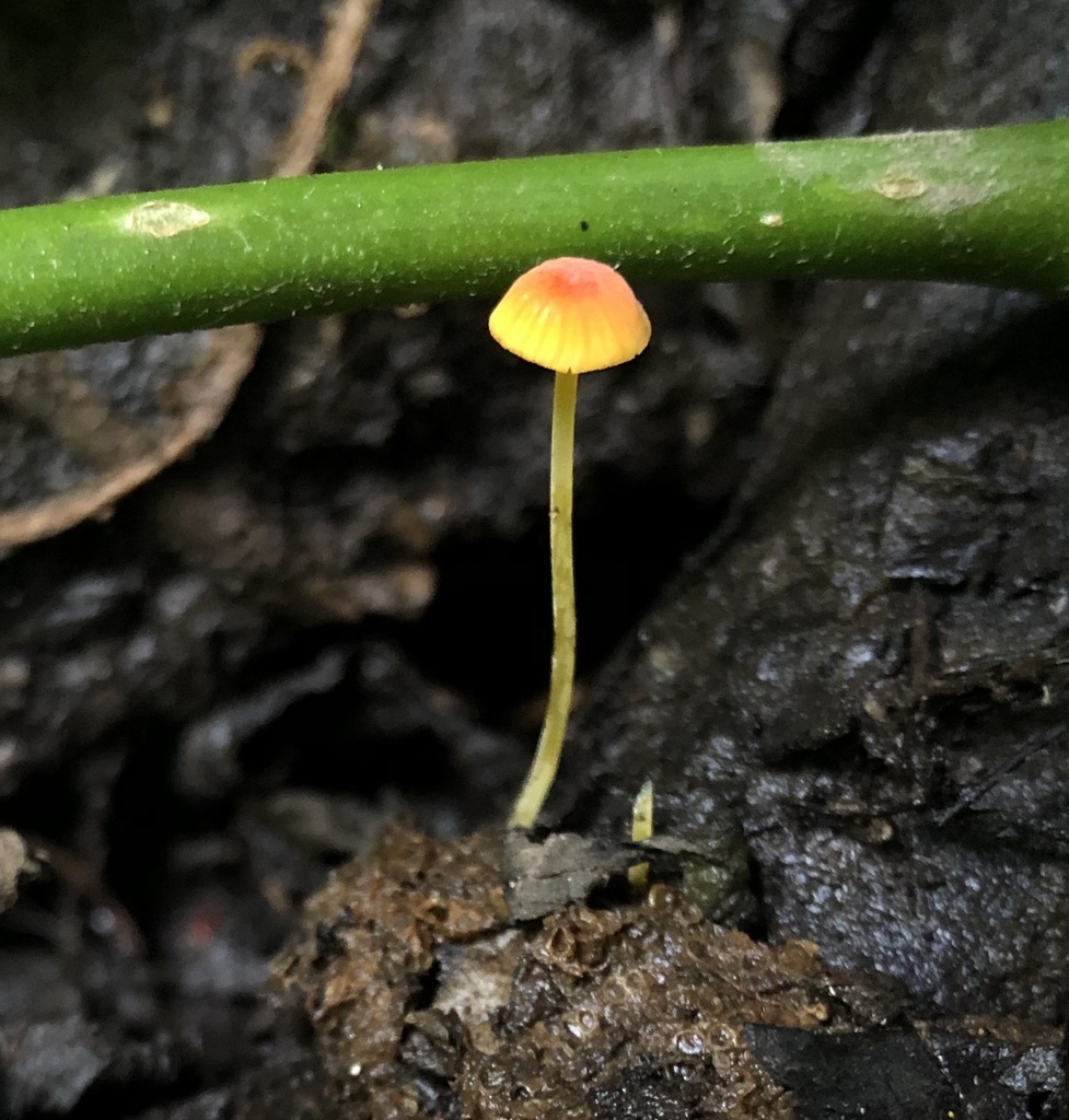 Pruinomycena acicula · February 2020 · photo: © phillymycobeth (iNaturalist, cc0)
