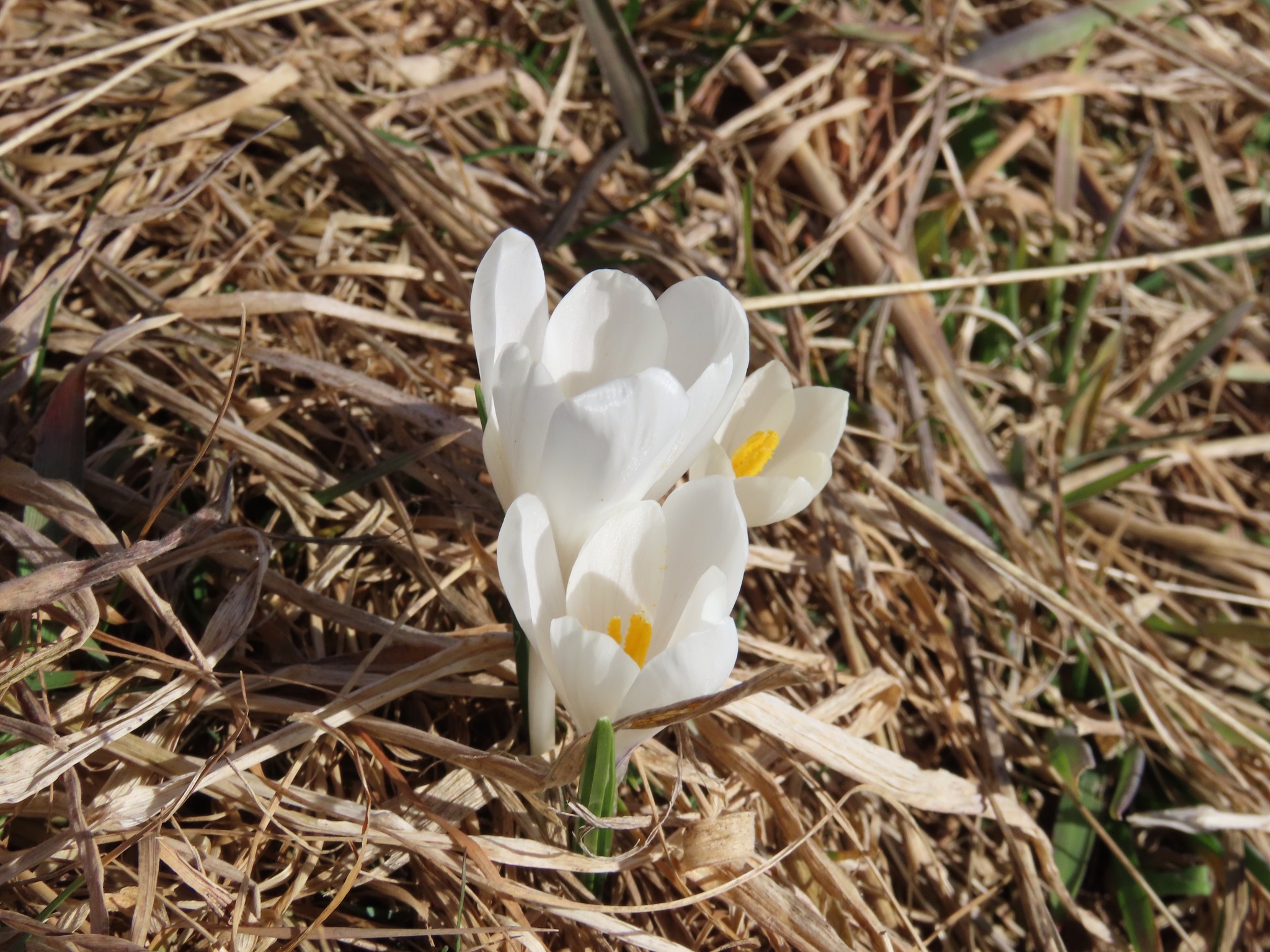 Beispielbild: Frühlings-Krokus (Crocus vernus)