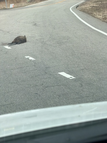 American Beaver photographed in North Carolina
