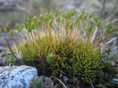 Conostomum tetragonum
