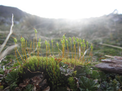 Conostomum tetragonum