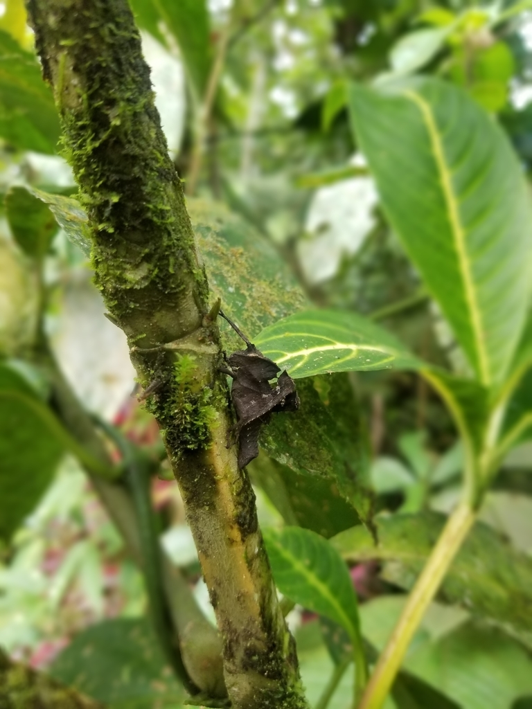 Xomacris