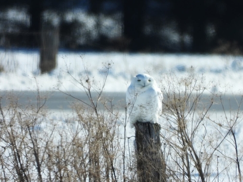 Snowy Owl