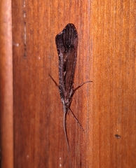 Glyphopsyche irrorata
