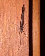 Glyphopsyche irrorata