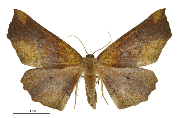 Xyridacma