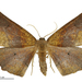 Tarata Looper - Photo (c) Landcare Research New Zealand Ltd., some rights reserved (CC BY)