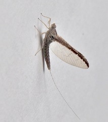 Callibaetis fluctuans