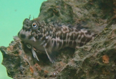 Shady Rockskipper photo 5