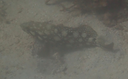 Epinephelus summana observed 2026-02-03