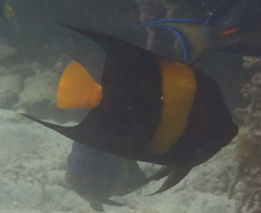 Pomacanthus asfur