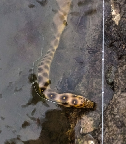 Myrichthys ocellatus