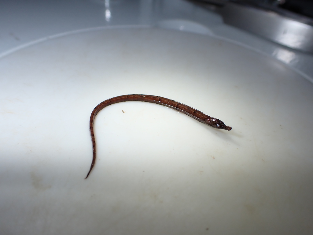 Ansorge's pipefish (Enneacampus ansorgii) — Syngnathidae