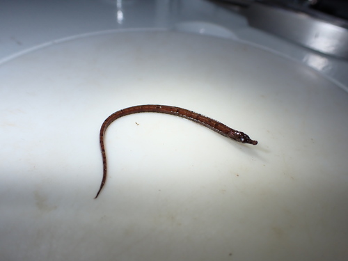 Ansorge's pipefish (Enneacampus ansorgii) — Syngnathidae