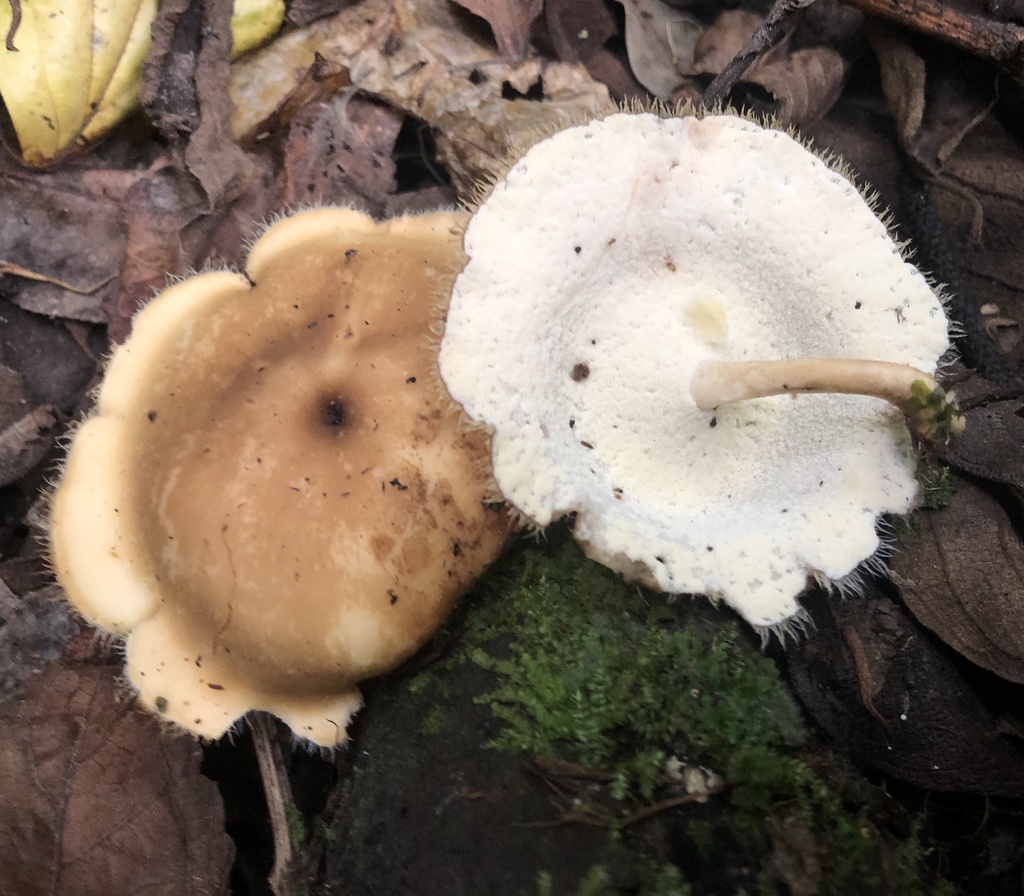 Lentinus flexipes · February 2020 · photo: © phillymycobeth (iNaturalist, cc0)
