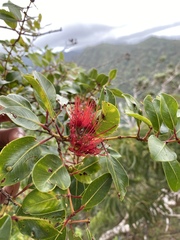 Metrosideros tremuloides