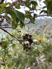 Metrosideros tremuloides