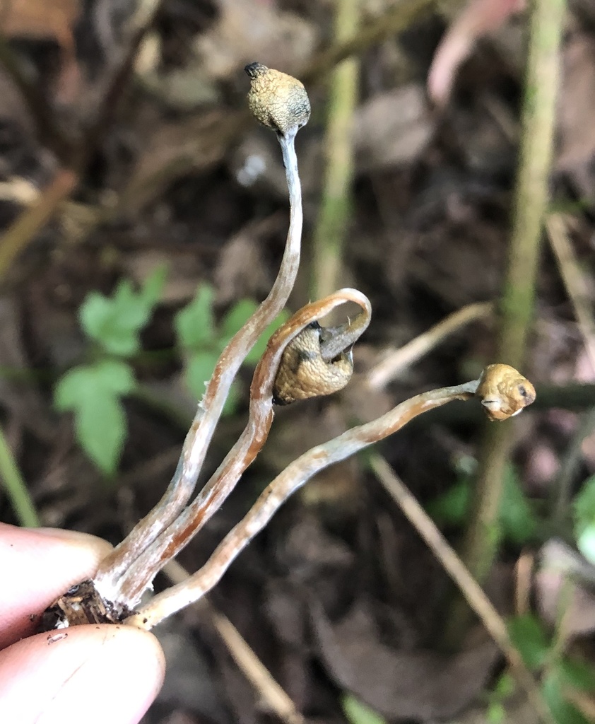 Psilocybe zapotecorum · February 2020 · photo: © phillymycobeth (iNaturalist, cc0)
