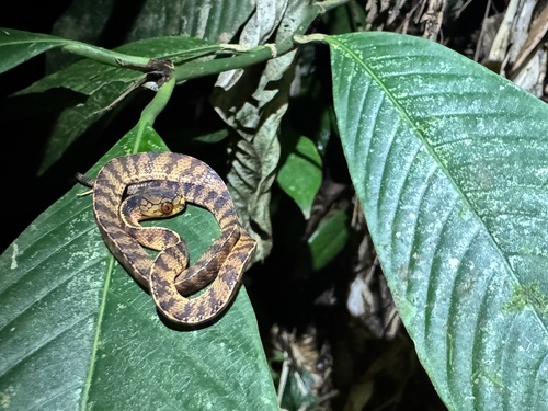 Sumatran Slug Snake