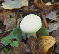 Tricholoma album