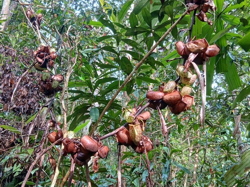 Nepenthes ampullaria