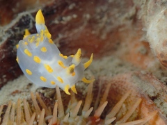 Polycera quadrilineata