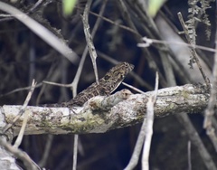 Anolis allogus
