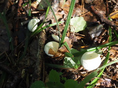 Tricholoma album