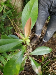 Myrsine lessertiana