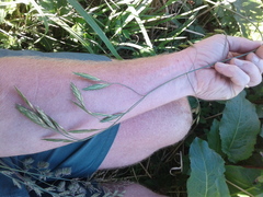 Bromus catharticus catharticus