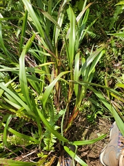 Dianella sandwicensis