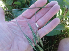 Bromus catharticus catharticus