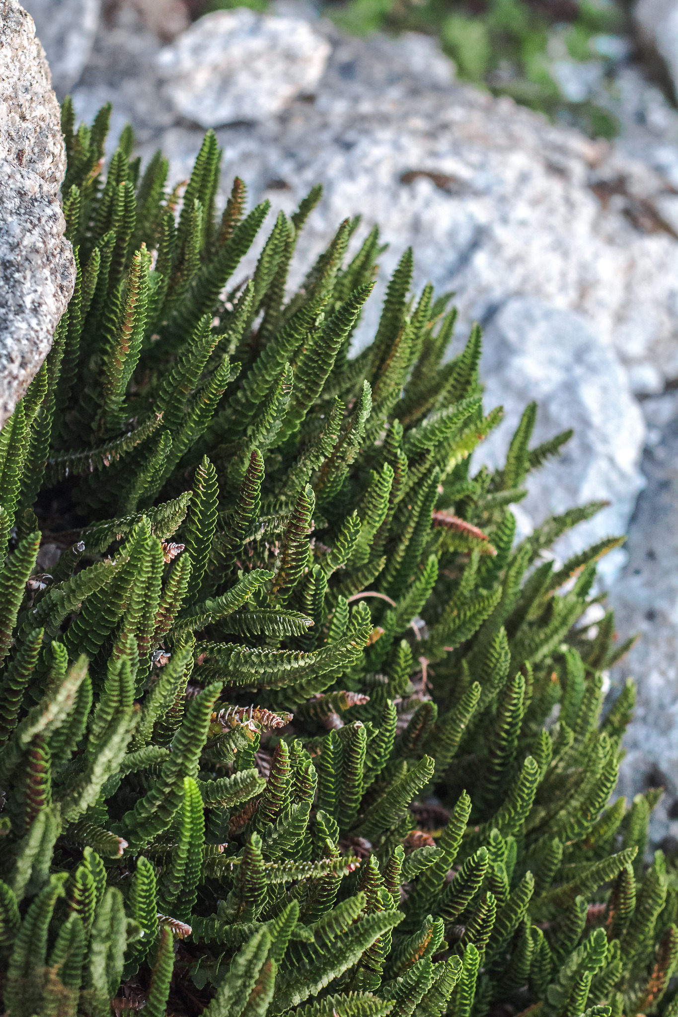 Polystichum andinum