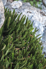 Polystichum andinum, photograph (c) Daniel Nuñez Michea, some rights reserved (CC BY)