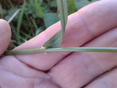 Bromus catharticus catharticus