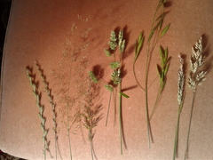 Bromus catharticus catharticus