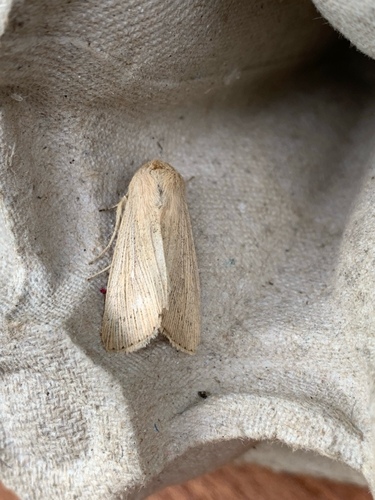 Obscure Wainscot, Amsterdam, Oude Haagseweg, photo 10 of 10