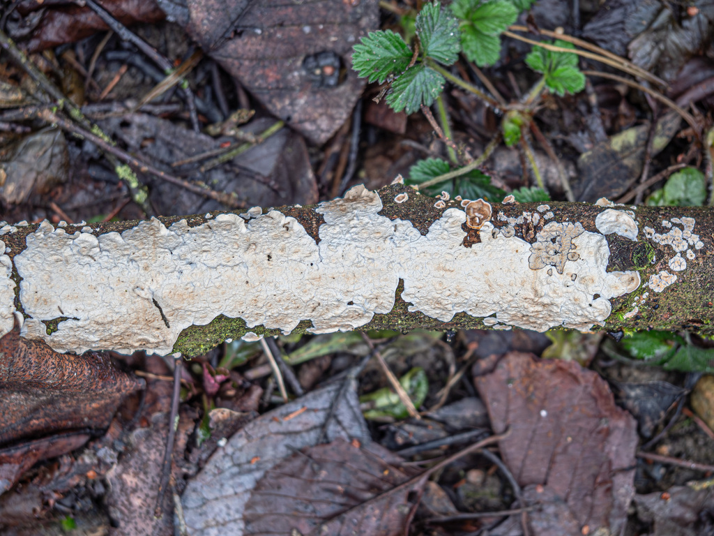 Cylindrobasidium evolvens