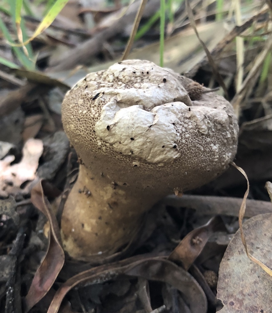 Lycoperdon perlatum · February 2020 · photo: © phillymycobeth (iNaturalist, cc0)