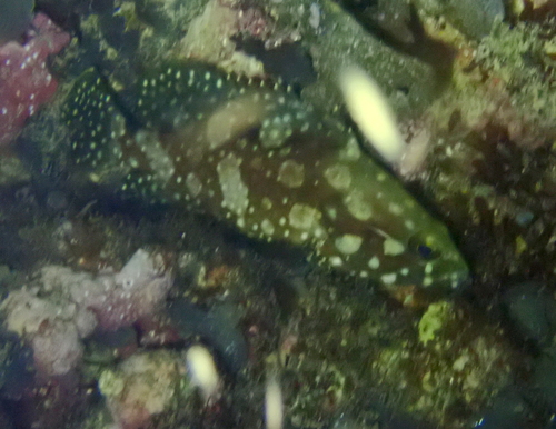 Epinephelus summana observed 2026-02-03
