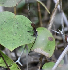 Anolis allogus
